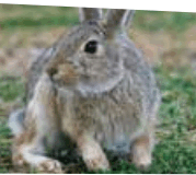 0600zkt5-f384-179x160.png