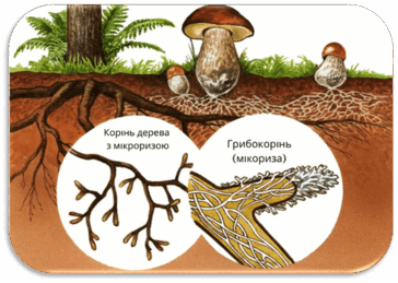 0600zocj-be0a-364x259.png
