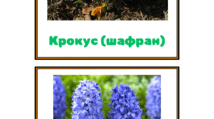 Картки-ілюстрації для ознайомлення "Первоцвіти"