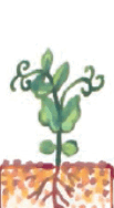 0600zwoi-224b-103x188.png