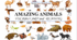 Презентація на тему "Amazing animals?" (vocabulary and reading) 6 кл НУШ