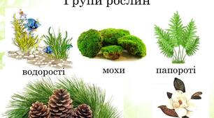 Практична робота "Визначення представників різних груп рослин"
