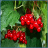 060107xt-6058-97x97.png