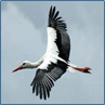 060107yc-c855-97x97.png