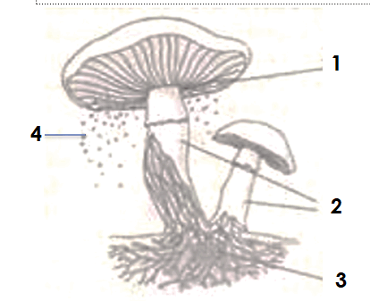 06010a4n-b51a-414x337.png