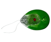 06010ama-8091-170x141.png