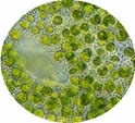 06010an7-0bbf-124x113.png
