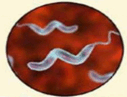 06010bnn-2b5a-127x97.png