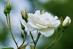 06010c4t-1f70-246x163.jpg