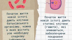 Інфографіка до теми "Розмноження живих організмів"