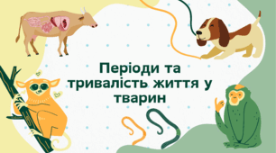 Періоди і тривалість життя у тварин