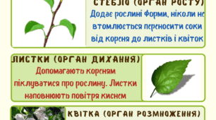 Робочий лист "Органи рослин"