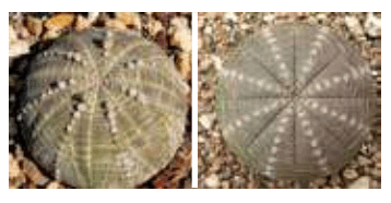 06010jil-2871-358x186.png