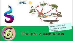 Презентація " Як складати ланцюги живлення."