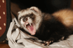06010tdb-f8be-150x100.png