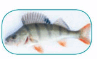 06010v12-fb51-131x80.png
