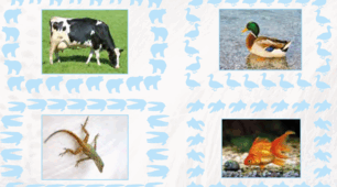 Farm animals: lesson 6