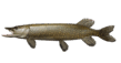 06011e8l-db6d-109x57.png