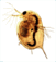 06011e92-4650-51x57.png