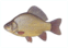 06011ea2-b038-62x44.png