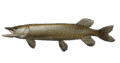 06011eaf-1828-120x63.png