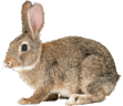 06011ec4-e01b-111x96.png