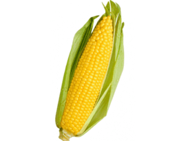 06011eof-1214-273x205.png