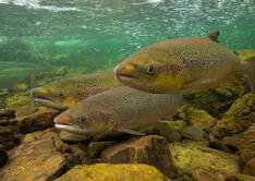 06011fh7-47aa-234x166.jpg