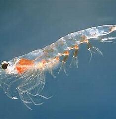 06011fio-1bd1-234x240.jpg