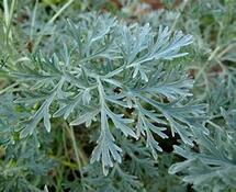 06011g3y-0fd9-215x175.jpg