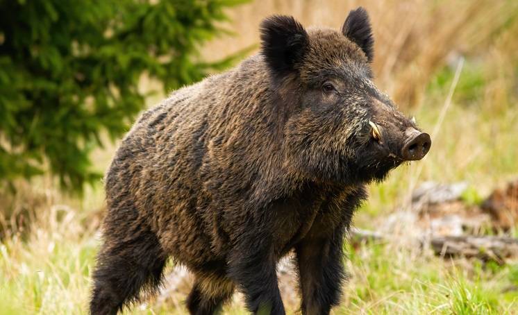 Zwinny jak kot, wierny jak pies „Pumba. Bardzo dobry dzik, dobry ...