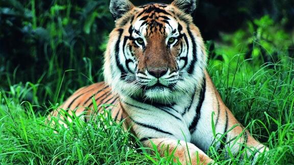 Tiger on green grass HD wallpaper | Wallpaper Flare