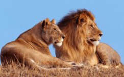 06011jjv-a9ba-243x151.png