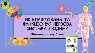 Презентація "Як влаштована та функціонує нервова система людини"