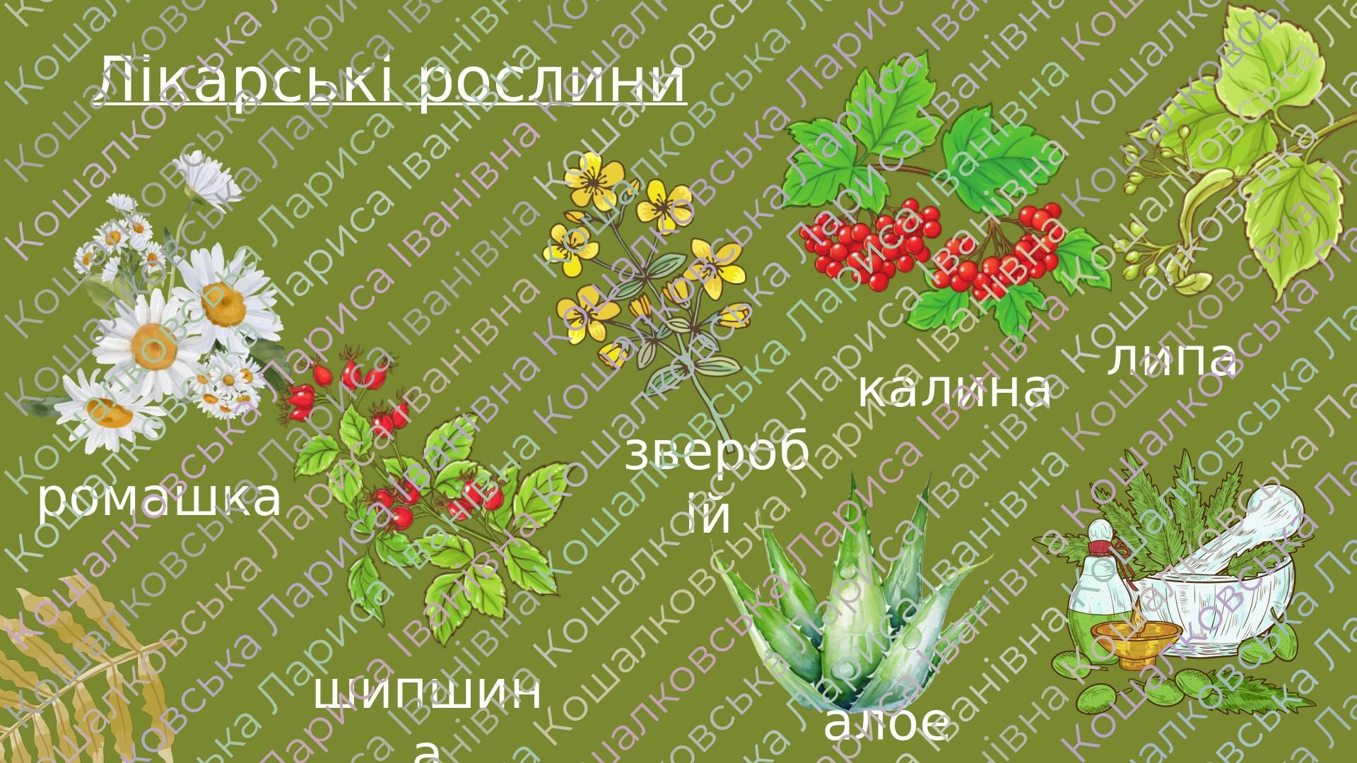 Презентація "Рослини навколо нас, їхнє пристосування до умов середовища ...