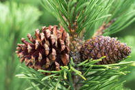 стокові фото, фото роялті-фрі та зображення на тему pinus mugo, шишки гірської сосни крупним планом вибірковий фокус - сосна