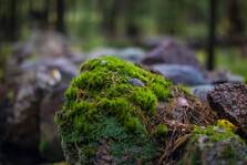 стокові фото, фото роялті-фрі та зображення на тему камінь у лісі - мох
