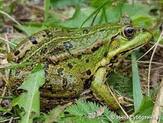 ЛЯГУШКА ОЗЕРНАЯ (Pelophylax ridibundus) - Фауна Беларуси