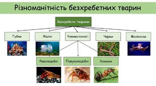  Хто такі безхребетні тварини?