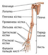 06011o2w-1e1f-157x182.png