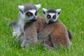 06011o5f-d485-167x111.jpg