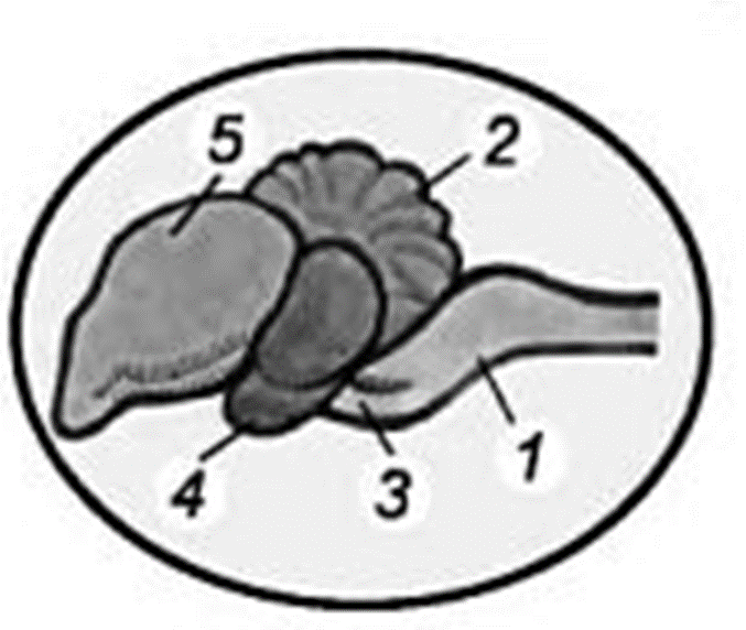 06011ou5-c8d1-677x572.png