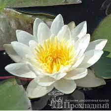 Кувшинка (нимфея): Кувшинка чисто-белая | Nymphaea candida | Питомник "Прохладный", Екатеринбург