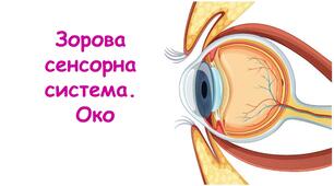 Зорова сенсорна система. Око