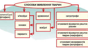 Узагальнення і систематизація знань з теми «Процеси життєдіяльності тварин»