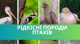 Рідкісні породи птахів України