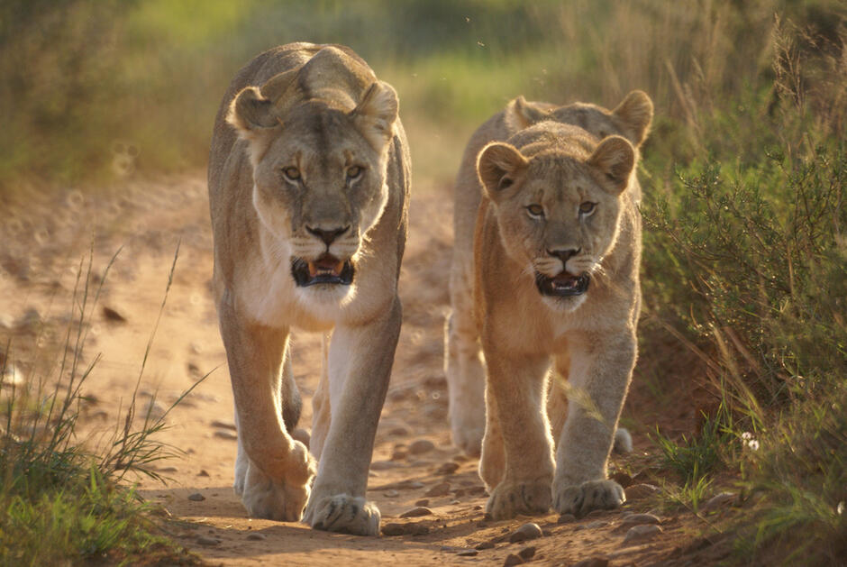 Budget Wildlife Documentary by Jesse Desjardins - African Budget Safaris