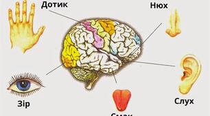 Узагальнення та систематизація знань з теми "Сенсорні системи"