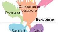 Основи еволюційної філогенії та систематики. Основні групи організмів: бактерії, археї