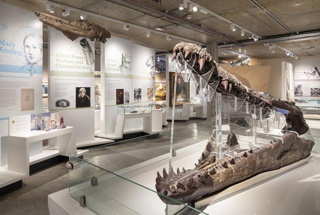 Dorset Museum - Visit Dorset